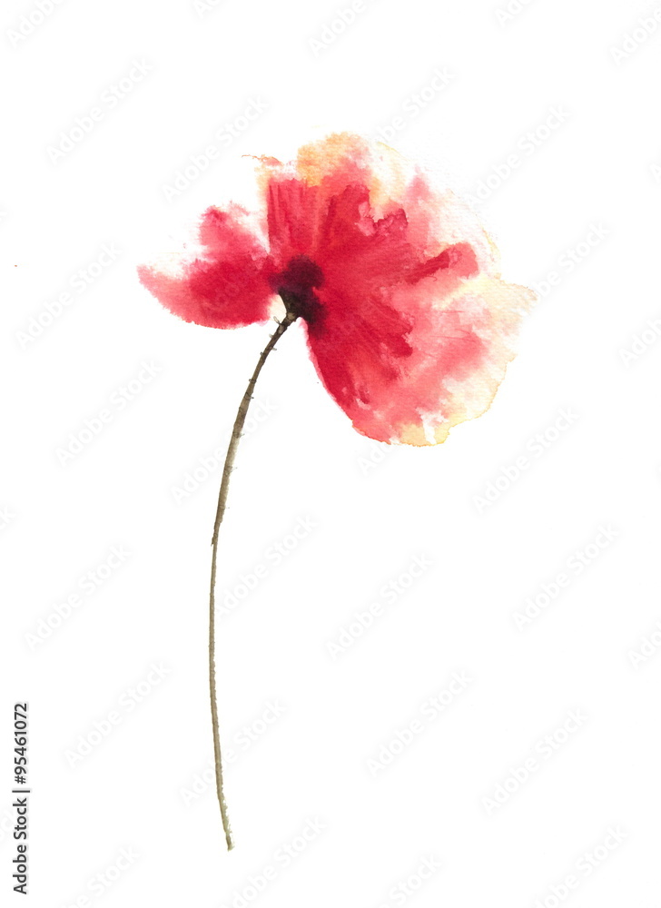 Beautiful red poppy flowers, watercolor painting Beautiful red poppy flowers, watercolor painting