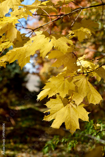 Beautiful yellow maple leaves close-up