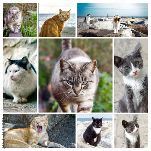  stray cats photo collage - Photo frame