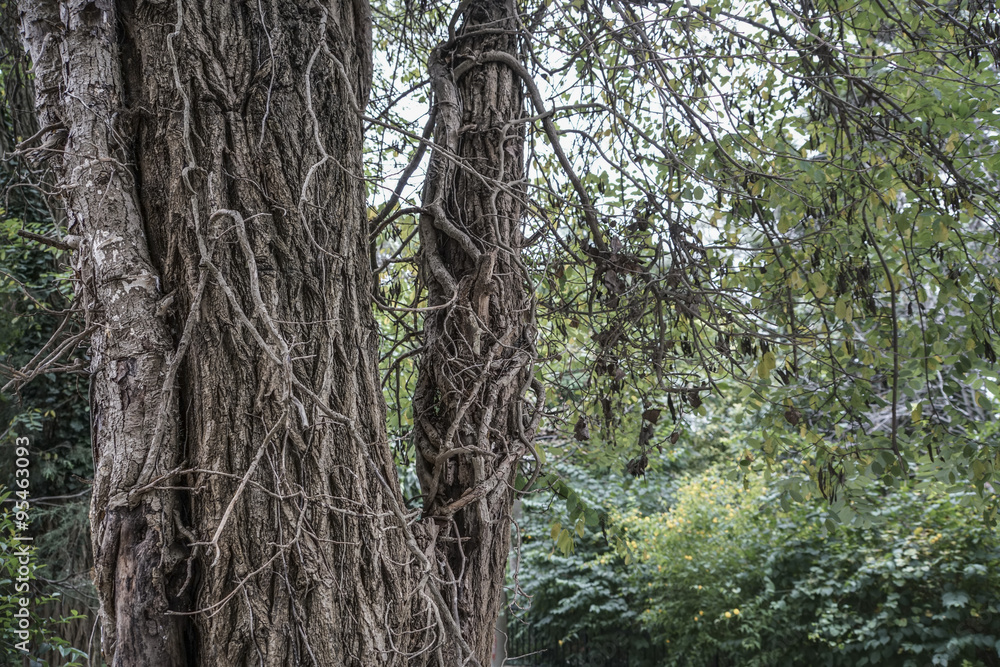 Fototapeta premium tree