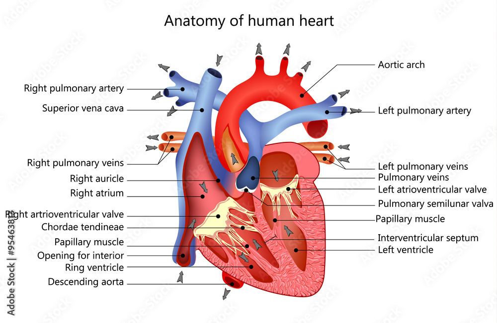 Naklejka premium medical human heart