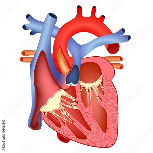 medical human heart