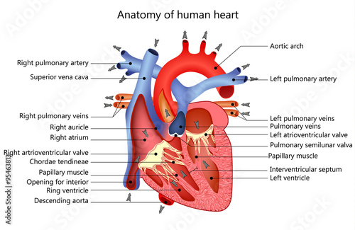 medical human heart