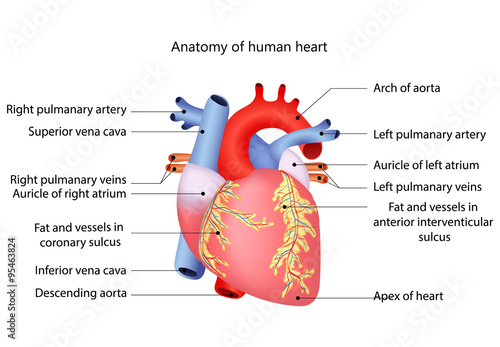 medical human heart
