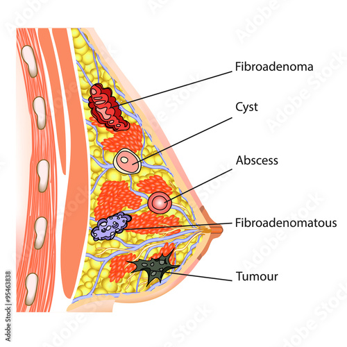 anatomy of the female breast