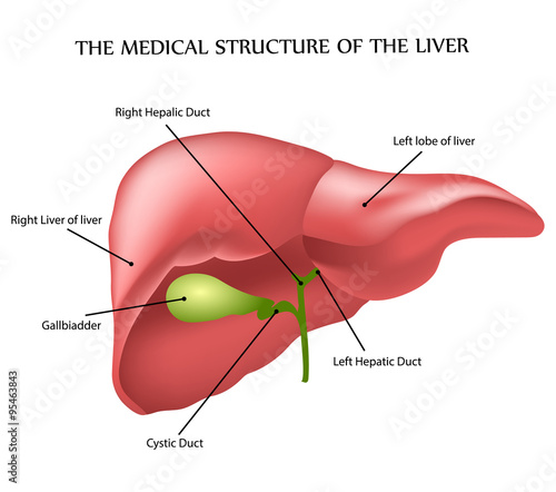 medical structure of the liver
