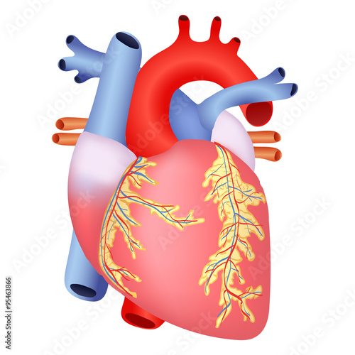medical human heart