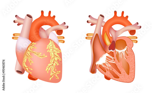 medical human heart