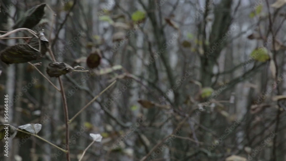 The leaves sways in the wind in a field