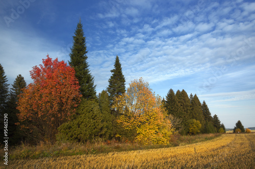 Colorful autumn forest against the blue sky