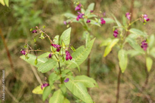 Himalayan balsam flower - Impatiens glandulifera