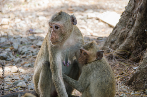 Monkey   Crab-eating macaque