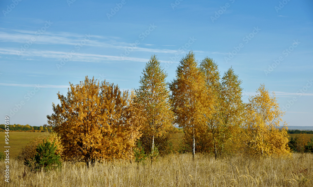 Beautiful autumn landscape with birches in the field