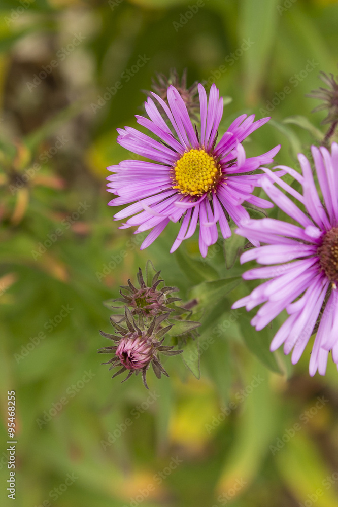 aster flower in the garden aster flower in the garden