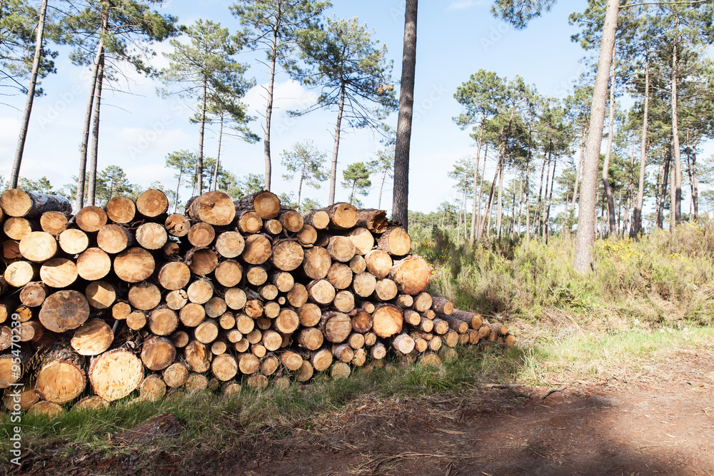 pile of pine tree trunks cut