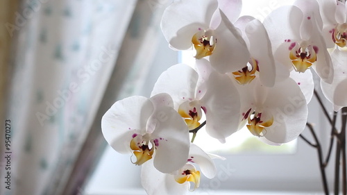 white orchid blooms photo