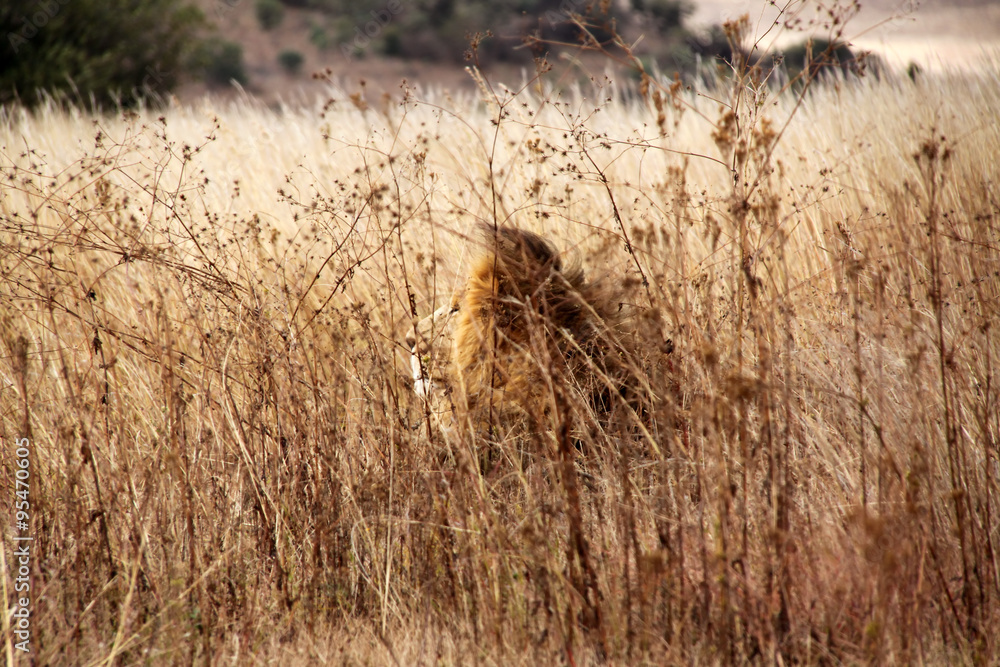 Obraz premium A lion is camouflaged in the field in a national park in South Africa