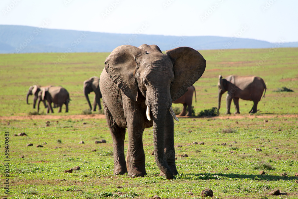 An elephant pack leader stands out from the crowed in a natural reserve in South Africa An elephant pack leader stands out from the crowed in a natural reserve in South Africa