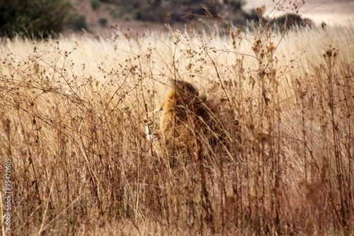 A lion is camouflaged in the field in a national park in South Africa