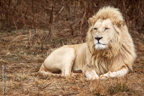 A White Lion lies on the ground in south africa #95470610