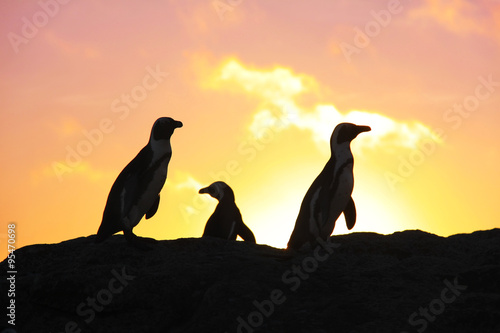 Penguins silhouette at sunrise at boulders beach in south africa