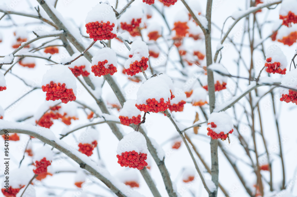 Winter landscape with bright red mountain ash under snow Winter landscape with bright red mountain ash under snow
