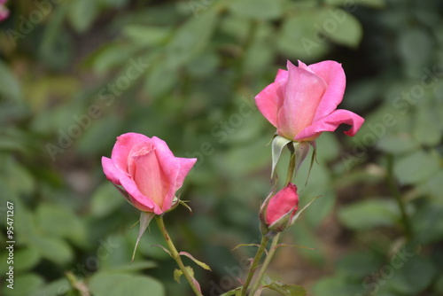 Amazing roses at Araucano Park in Santiago  Chile