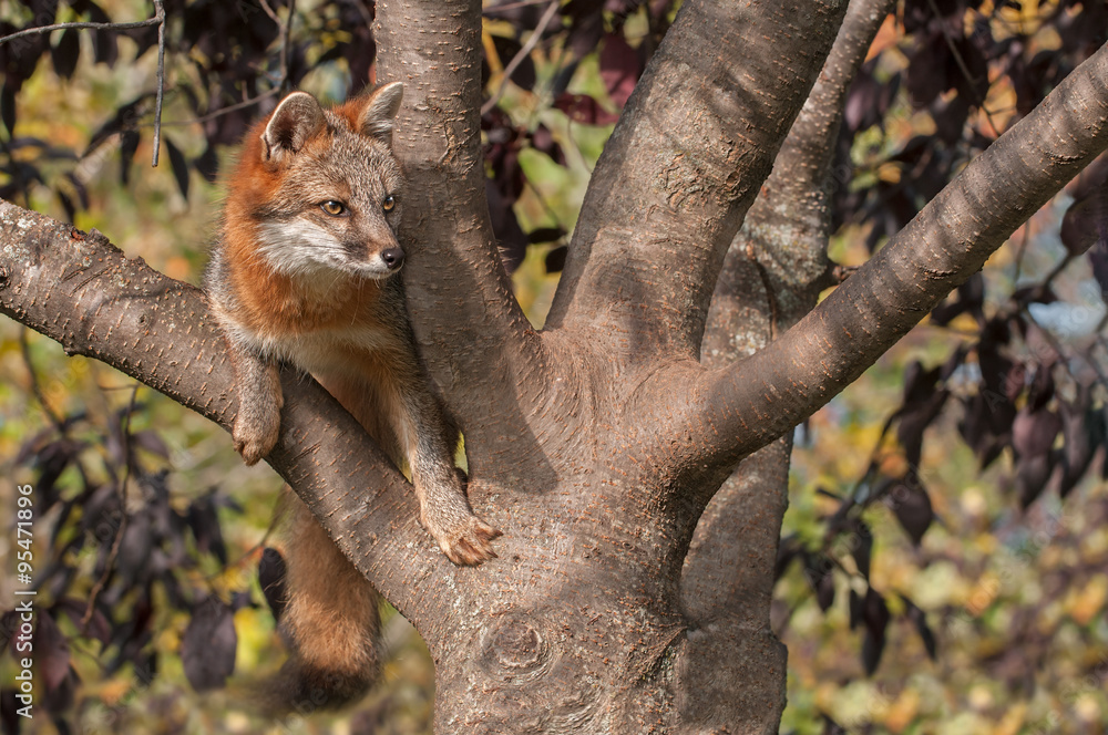 Grey Fox (Urocyon cinereoargenteus) in Tree Looking Right Grey Fox (Urocyon cinereoargenteus) in Tree Looking Right