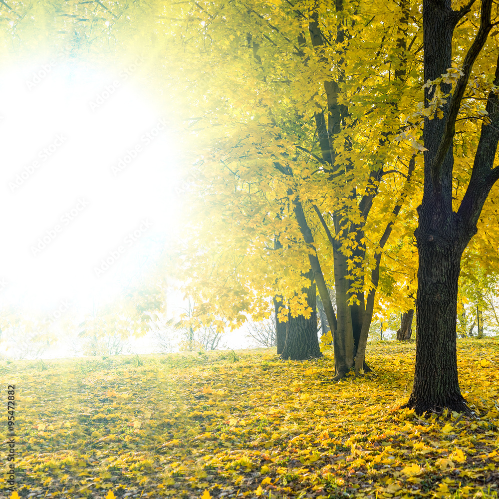 Autumn landscape background Autumn landscape background