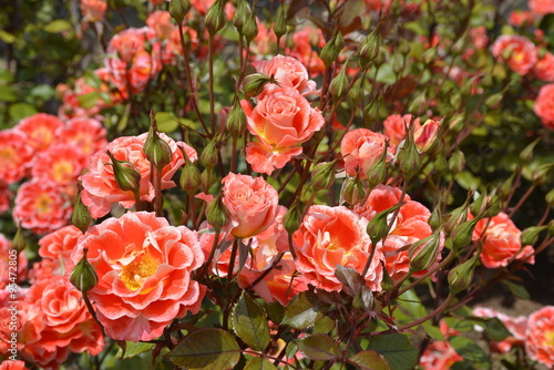 Amazing roses at Araucano Park in Santiago, Chile photo