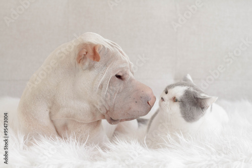Shar Pei dog and cat lying next to each other