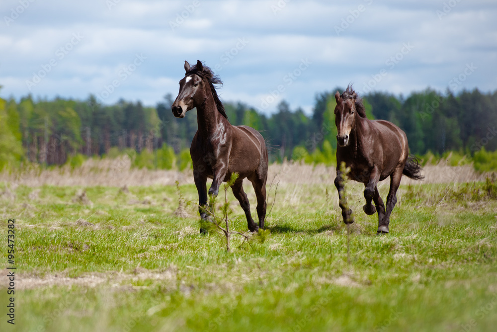 Fototapeta premium two horses running on a field