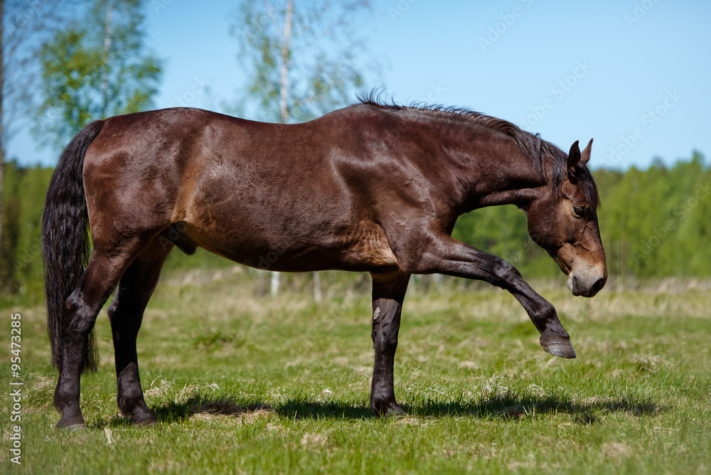 Fototapeta premium horse giving leg