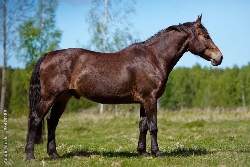 beautiful horse standing outdoors beautiful horse standing outdoors