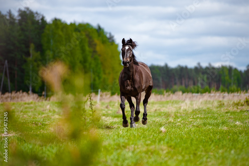 horse running on a field