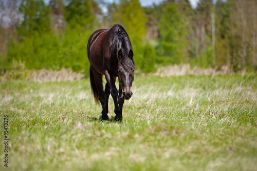 horse walking on a field