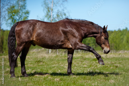 horse giving leg © otsphoto