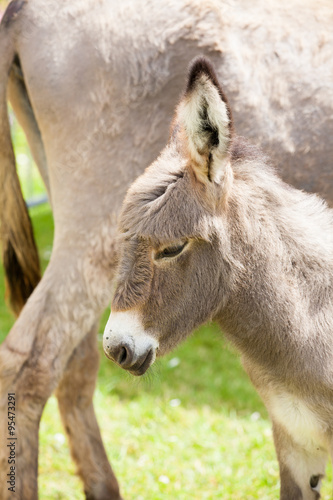 donkey © JPchret