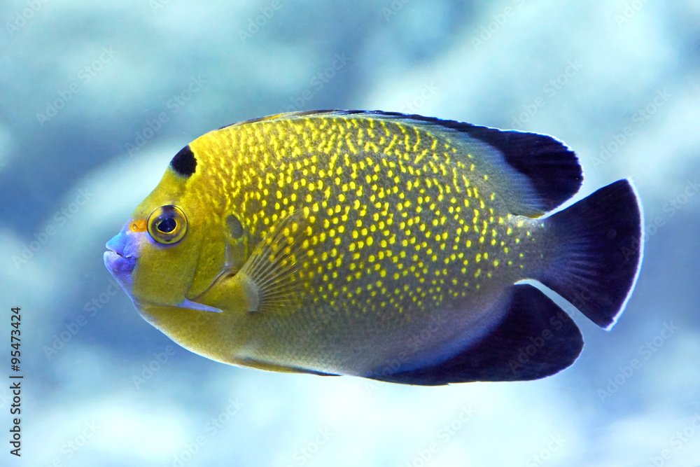 Goldflake Angelfish (Apolemichthys xanthopunctatus) Goldflake Angelfish (Apolemichthys xanthopunctatus)