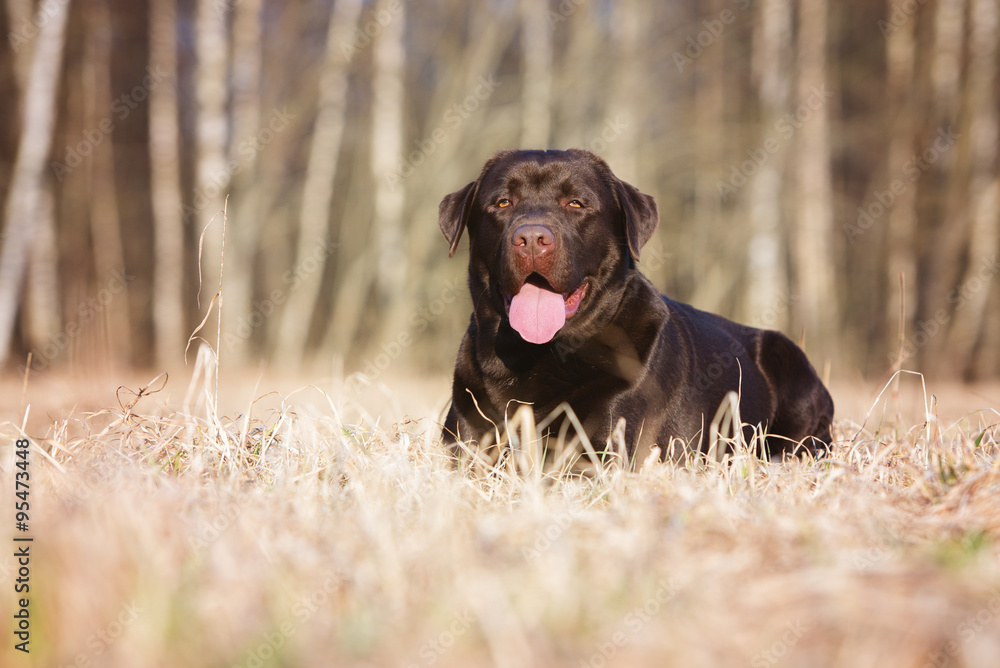 brown labrador dog lying down outdoors brown labrador dog lying down outdoors