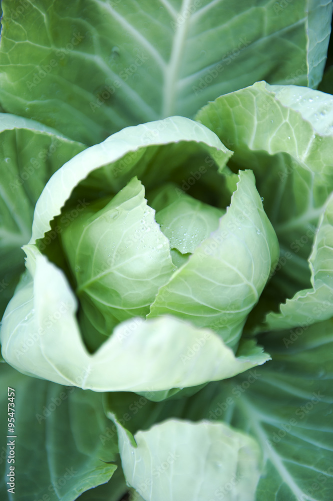 Fototapeta premium Cabbage field,close up