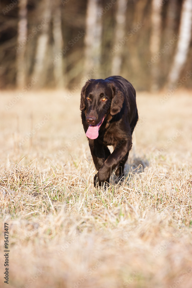 flat coated retriever dog walking on a field flat coated retriever dog walking on a field