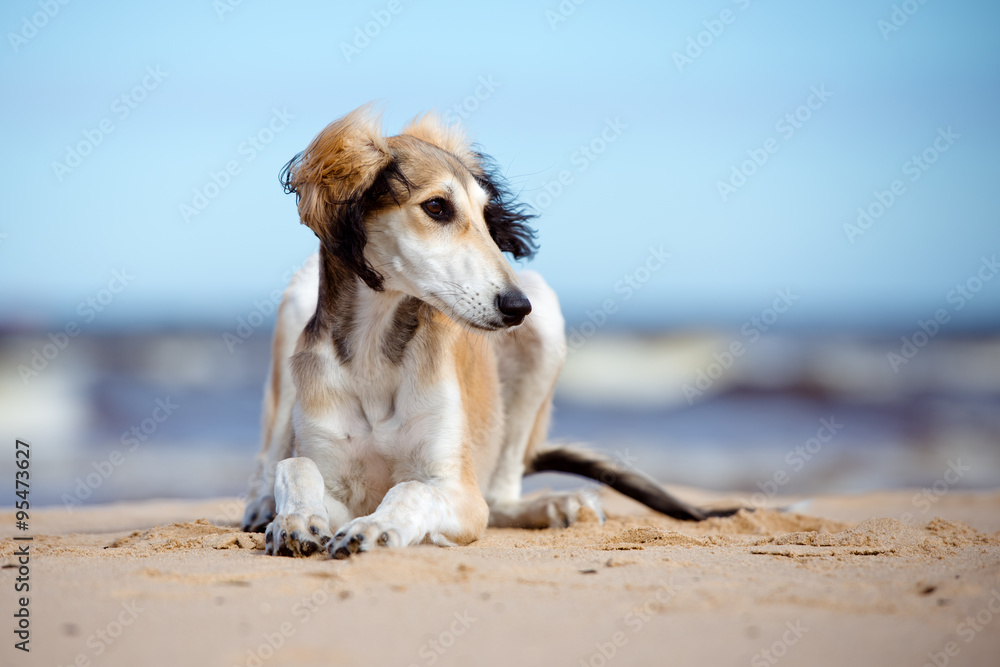 saluki dog on the beach saluki dog on the beach