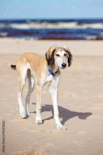saluki puppy walking on the beach © otsphoto