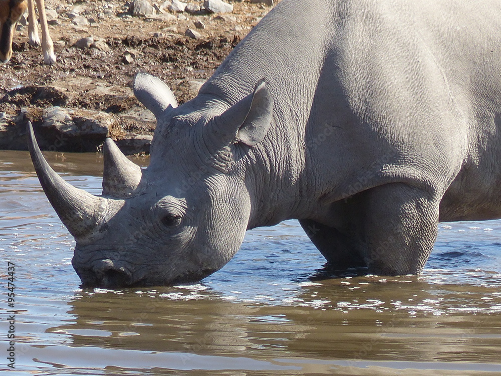 Obraz premium Trinkendes Nashorn am Wasserloch in der Etosha Pfanne in Namibia, Spitzmaulnashorn, 