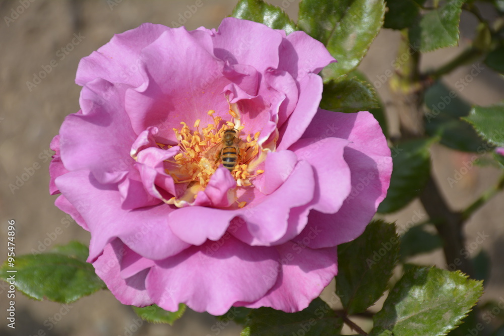 Obraz premium Amazing roses at Araucano Park in Santiago, Chile