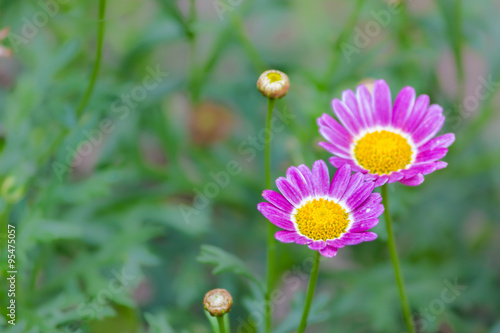 Beautiful Daisies in the field. Summer flowers © lovmc2