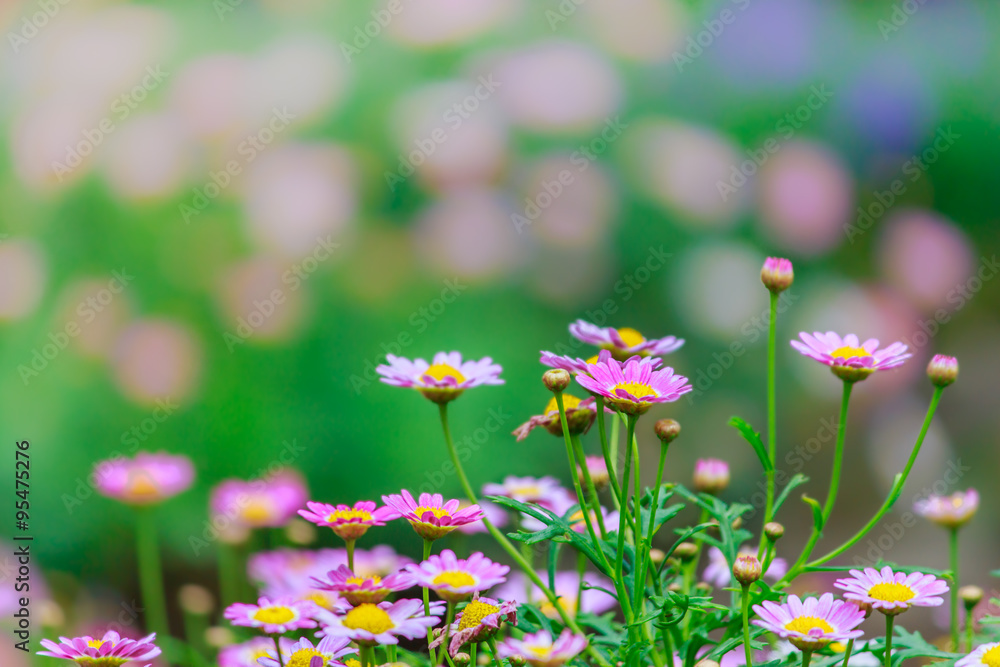 Beautiful Daisies in the field. Summer flowers Beautiful Daisies in the field. Summer flowers