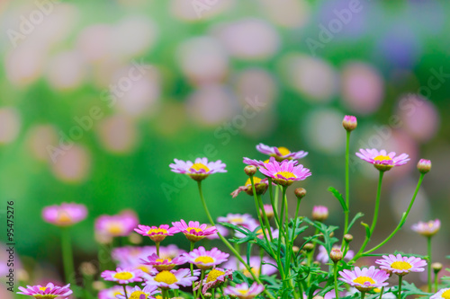 Fototapeta Naklejka Na Ścianę i Meble -  Beautiful Daisies in the field. Summer flowers