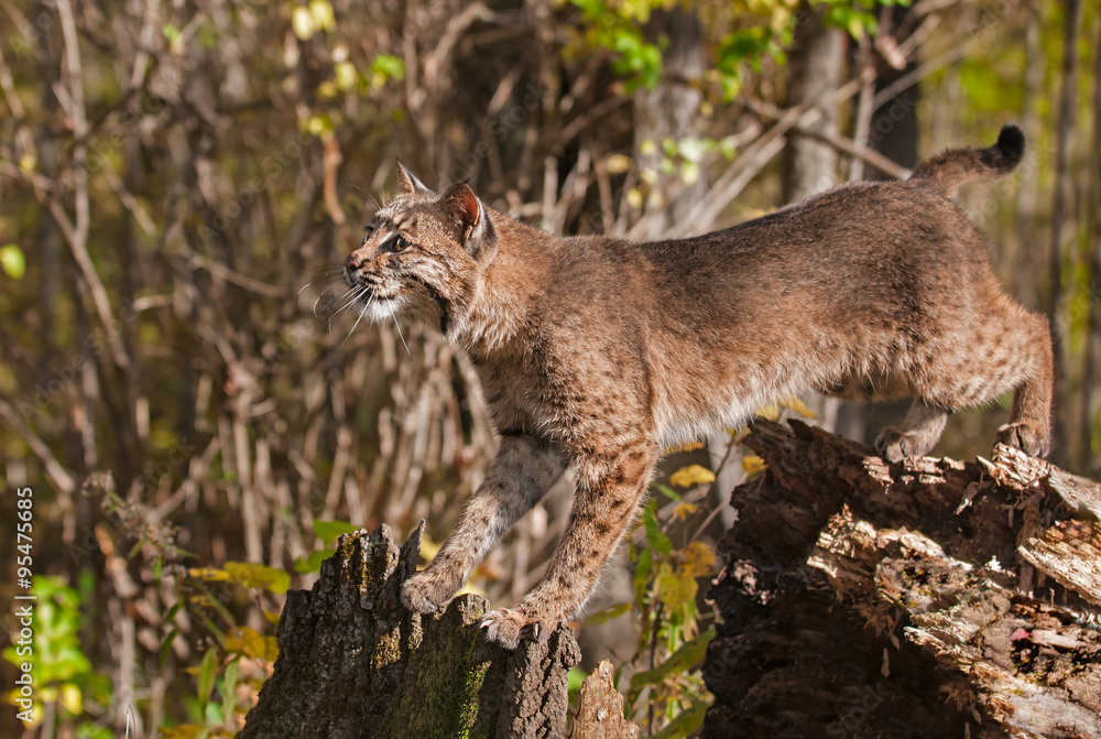 Obraz premium Bobcat (Lynx rufus) Stretches Between Stump and Tree